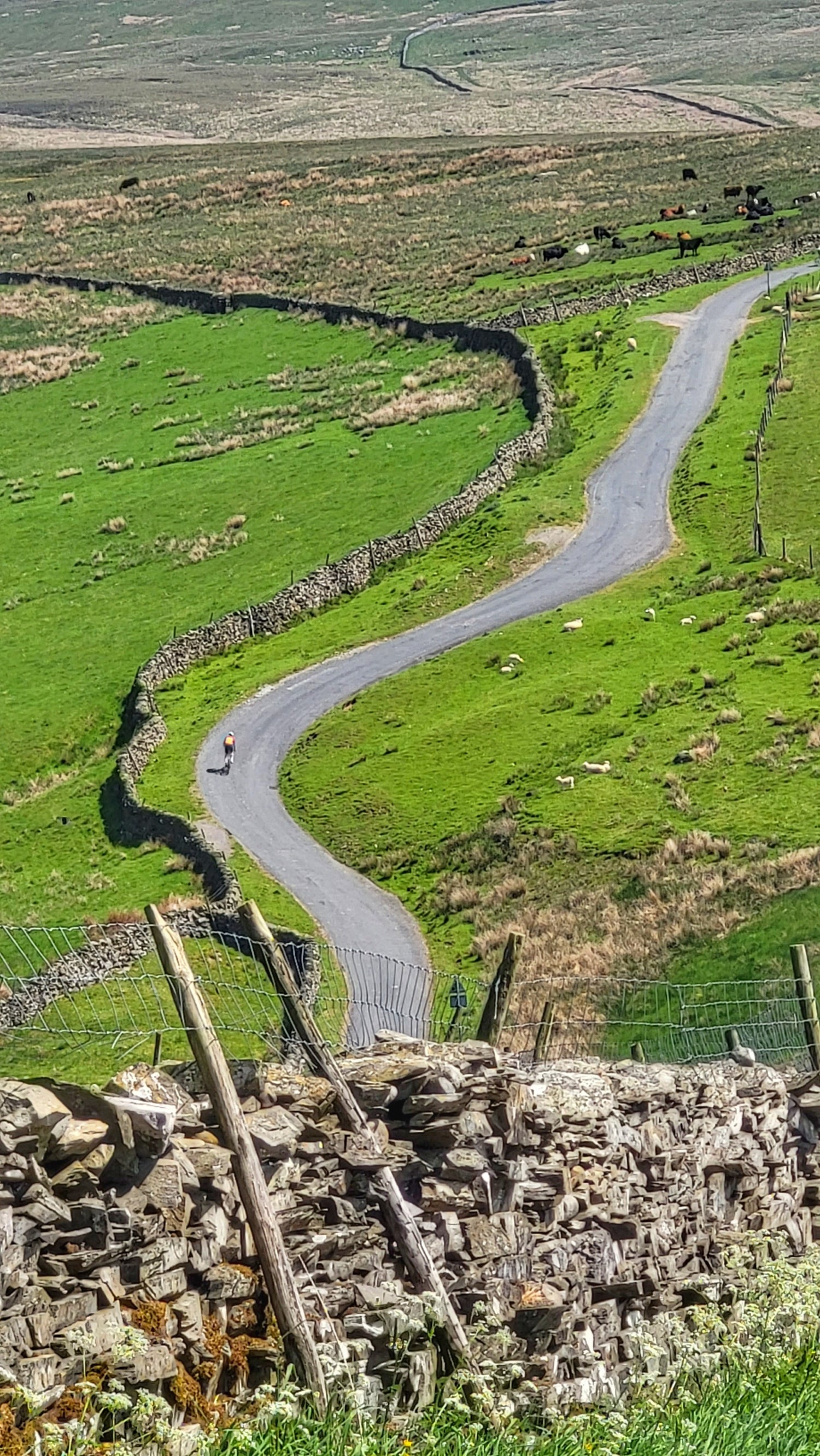 Cyclist-riding-down-a-winding-fenced-road-in-green-rolling-hills- with-dry-stone-walls